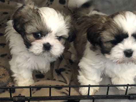 imperial shih tzu puppies for sale near me